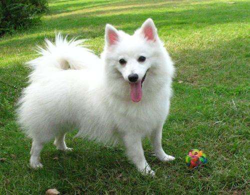 银狐犬纯不纯怎么看,银狐犬怎么看纯不纯