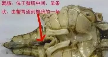 大闸蟹什么时候吃最肥,大闸蟹在几月份吃最肥美