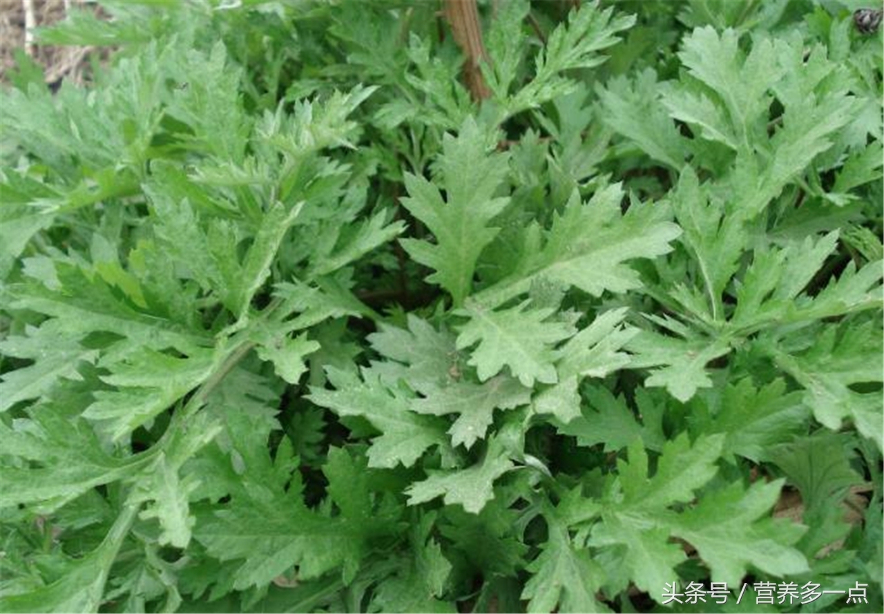 月经期间痛经吃什么食物可以缓解,补气养血活血化瘀最好的食物