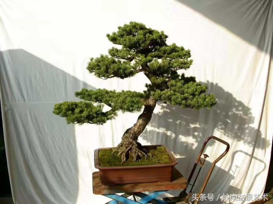 神来之笔绘画作品欣赏,神来之笔书法作品大全