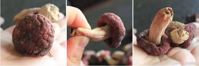 尤溪县枕头山红菇,明溪特级红菇