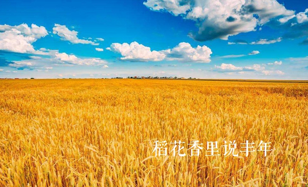 描写稻穗丰收的诗句,赞美秋天的诗句稻花香里说丰年