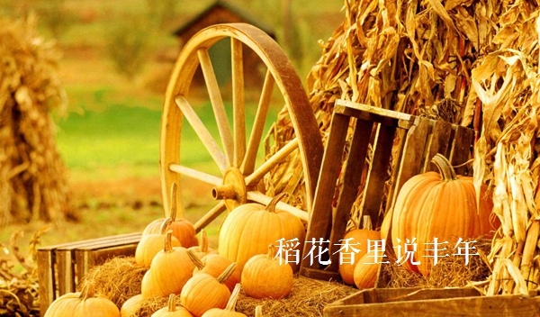 描写稻穗丰收的诗句,赞美秋天的诗句稻花香里说丰年