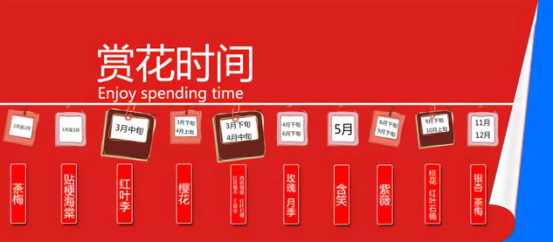 最好看的紫薇花美景,初秋靓丽的紫薇花