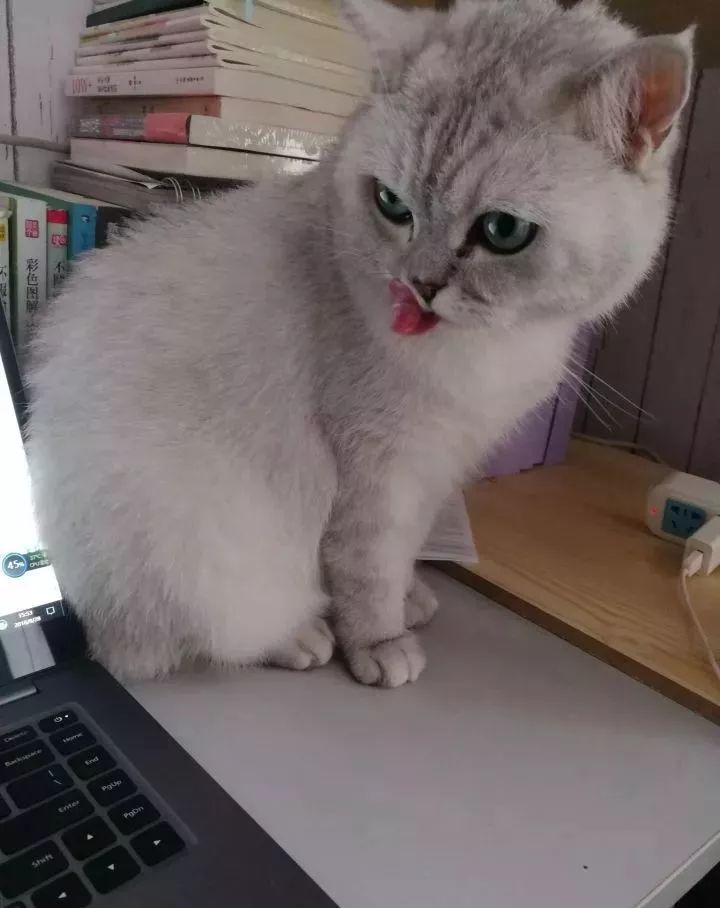 如何惹烦一只猫,如何惹猫咪生气