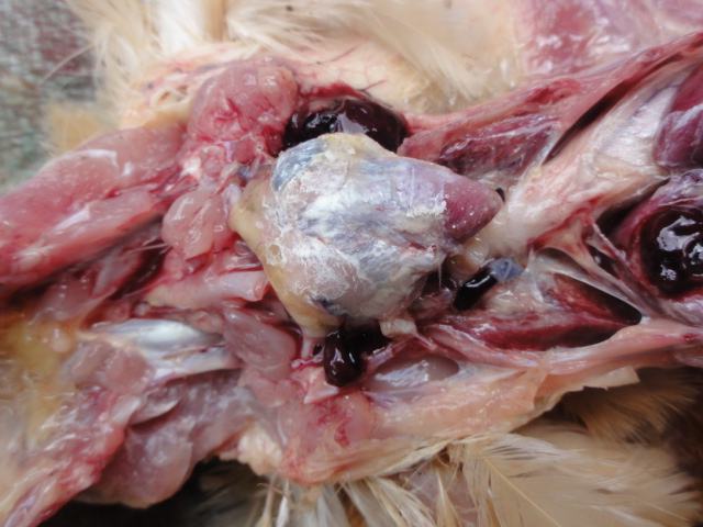 鸡内脏型痛风症状,鸡痛风有什么症状和表现