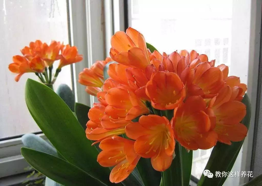 绿萝浇了牛奶叶子发黄,绿萝浇淘米水后叶子大面积发黄