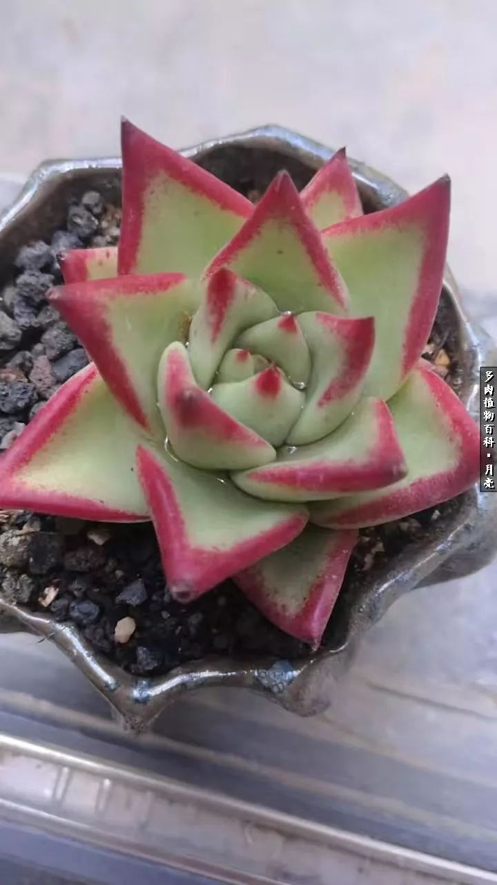 养了五年多肉没一盆“干货”？终于总结出原因了！