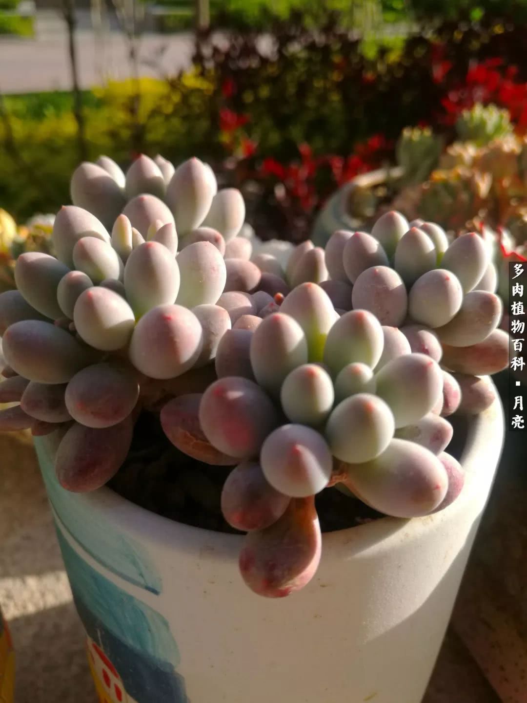 养了五年多肉没一盆“干货”？终于总结出原因了！