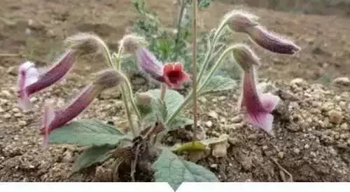 赣榆人讨厌的这个野果子，有人专门来捡赚钱，榨油吃了能防癌……