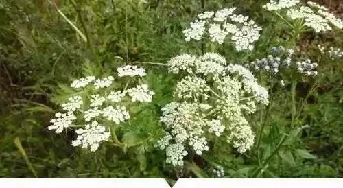 赣榆人讨厌的这个野果子，有人专门来捡赚钱，榨油吃了能防癌……