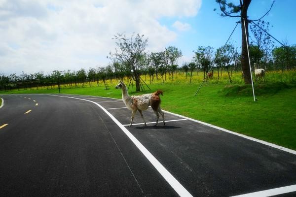 南通野生动物园免门票吗,南通野生动物园打折