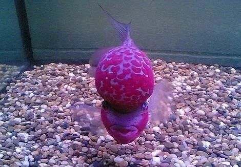 罗汉鱼喂食技巧,罗汉鱼怎么饲养