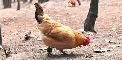 区块链供应链溯源,区块链溯源系统案例