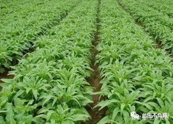 成都蔬菜批发市场莴笋批发价格,全国莴笋蔬菜基地