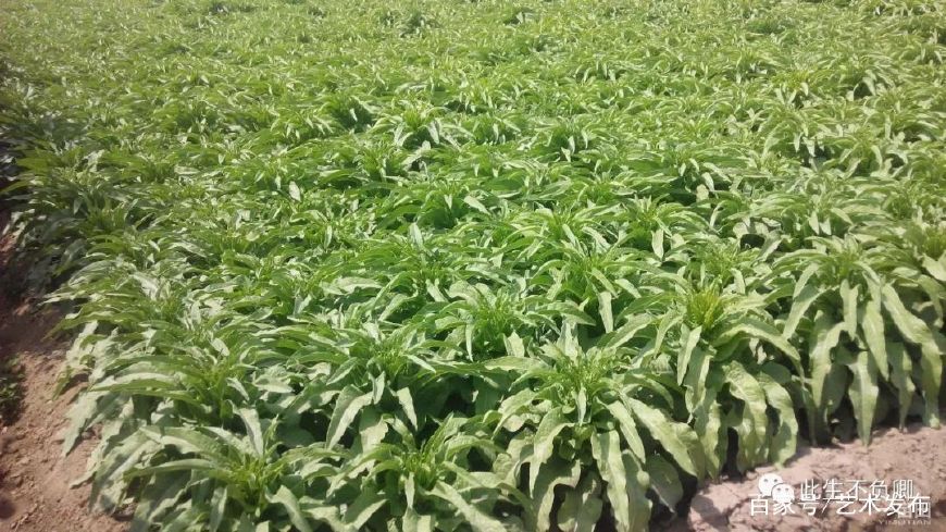 成都蔬菜批发市场莴笋批发价格,全国莴笋蔬菜基地