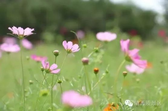 秋天适合旅游的地方易县,清西陵秋冬美景