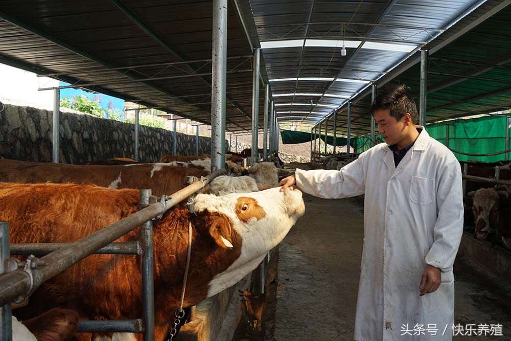 牛脖子一侧肿大是什么原因,牛颈部起疙瘩是什么病