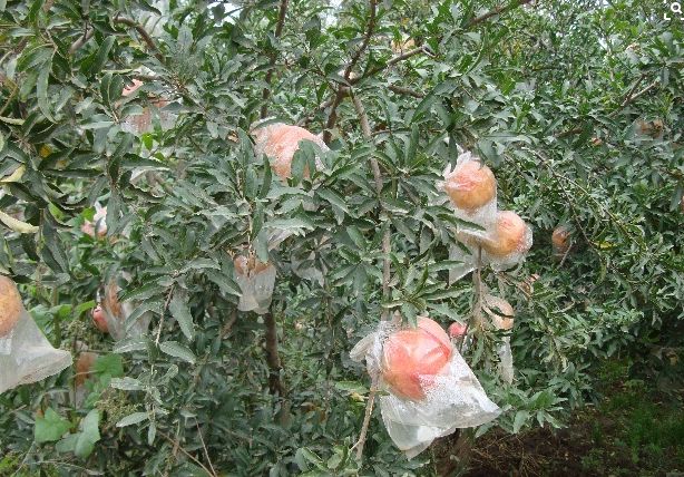 石榴什么时候套袋最合适,石榴套袋技术视频教程