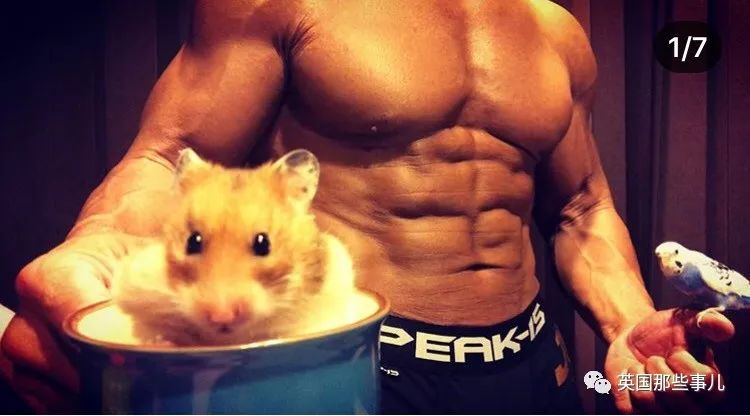捧着仓鼠晒肌肉……这位“杀手”大叔的画风真是健身界的一股清流