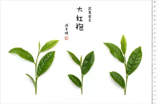 好茶一般有没有梗,好茶带什么茶梗