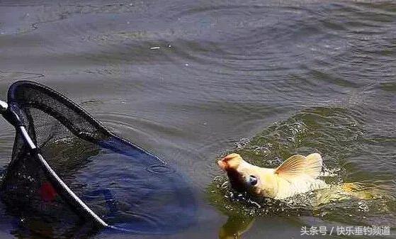 秋季鲤鱼开口最佳时间,秋季鲤鱼口轻怎么办