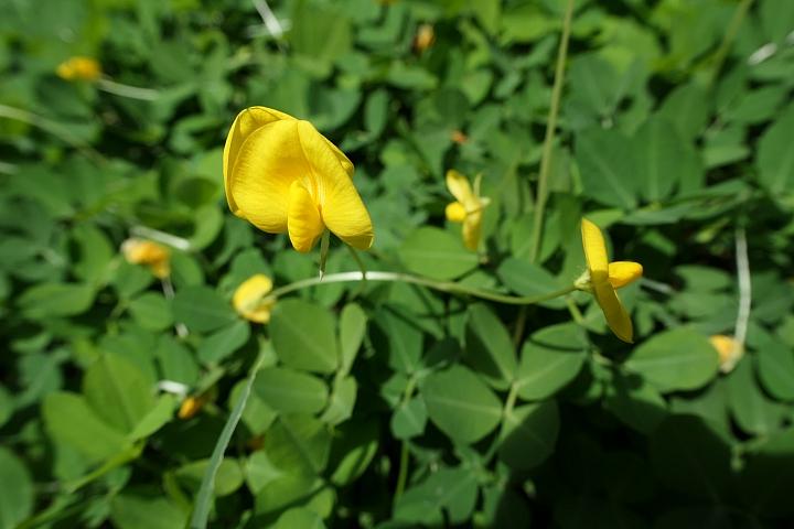 leica徕卡c-lux2多少钱,徕卡clux变焦