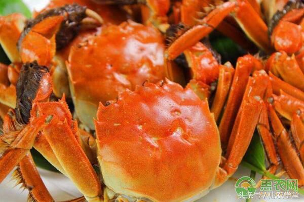 大闸蟹死的熟的怎么看,大闸蟹死了怎么判定