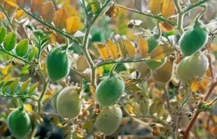 种地都种什么小菜,种地种什么农作物