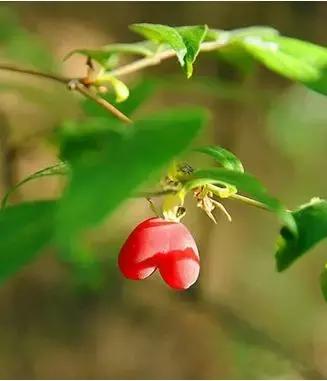 种地都种什么小菜,种地种什么农作物