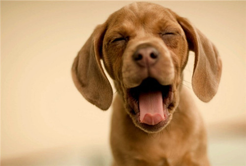 带着汪星人旅游,带汪星人旅游的视频