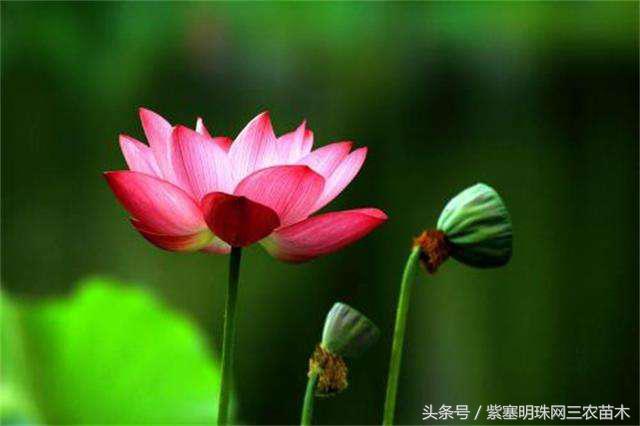 宏村古镇旅游攻略住宿,宏村婺源景德镇旅游攻略