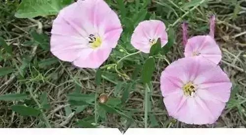 绵阳人讨厌的这个野果子，有人专门来捡赚钱……