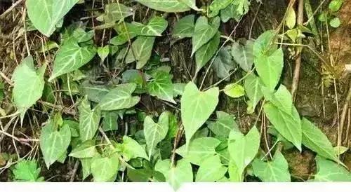 绵阳人讨厌的这个野果子，有人专门来捡赚钱……