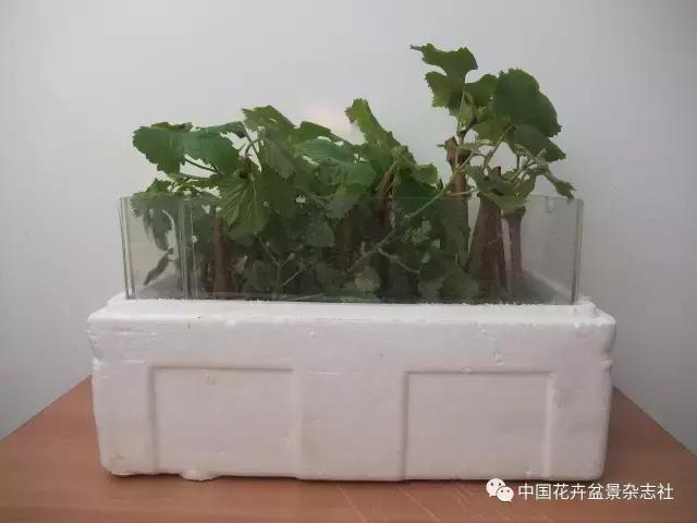 冬季扦插葡萄的方法和技巧,盆栽葡萄扦插的方法