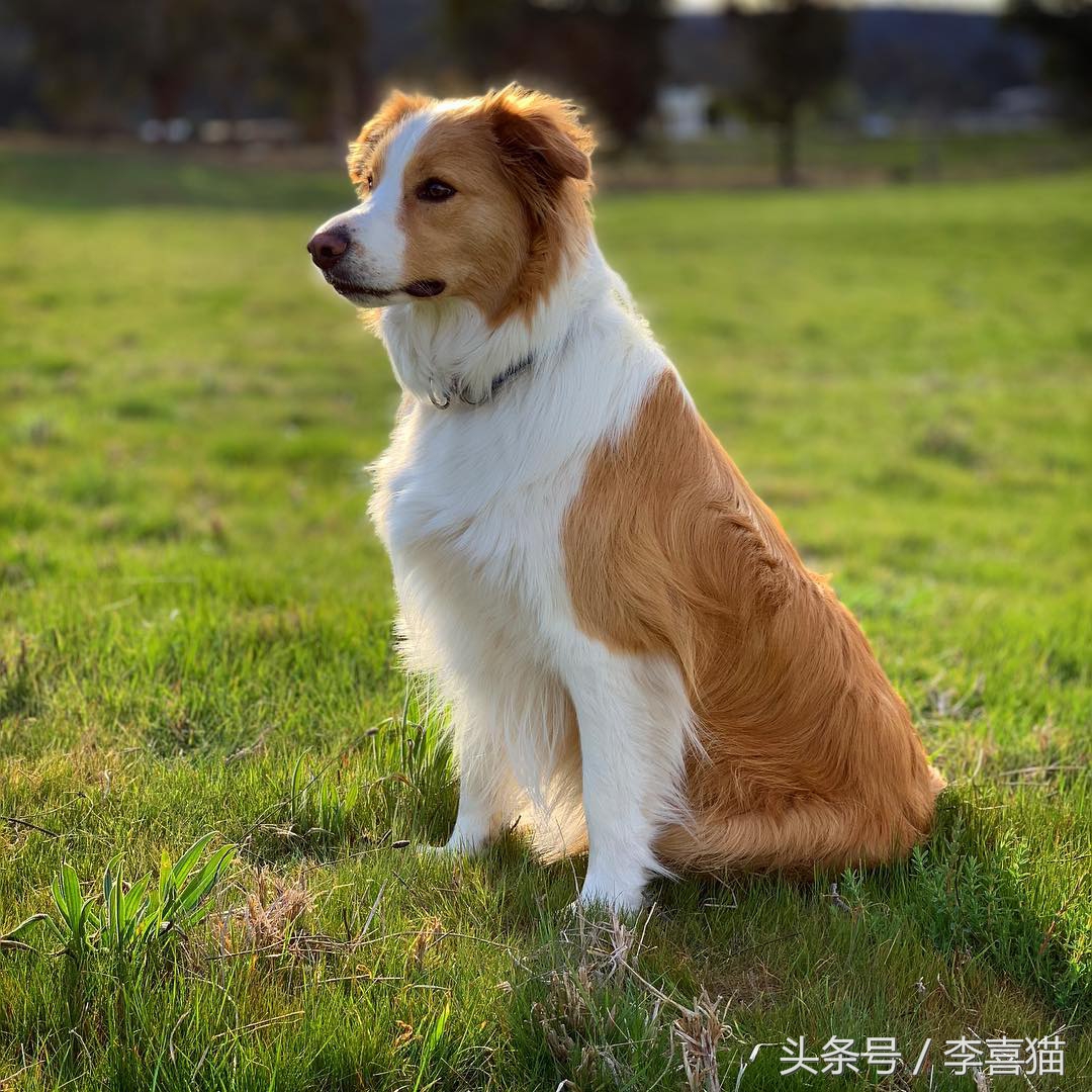 边牧狗狗有多聪明,边牧属于智商高的狗吗