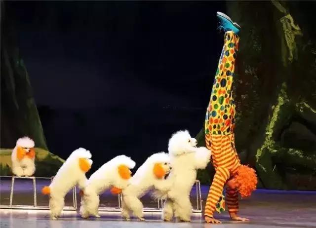 终于定了！世界皇家马戏嘉年华空降淮北吾悦广场！