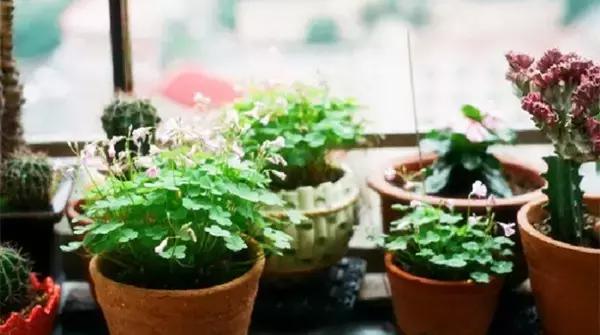 油烟机的废油别扔留下省钱又实用,抽油烟机排出废油可以当花肥料