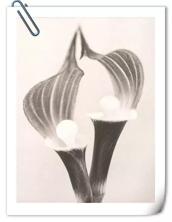 你是我心上的花美文,文字的美文