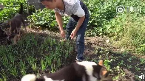 华农兄弟养竹鼠,华农兄弟养竹鼠的视频