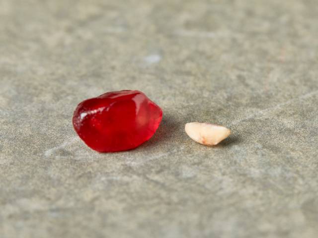 正宗品种嫁接突尼斯软籽石榴,精品高杆突尼斯软籽石榴