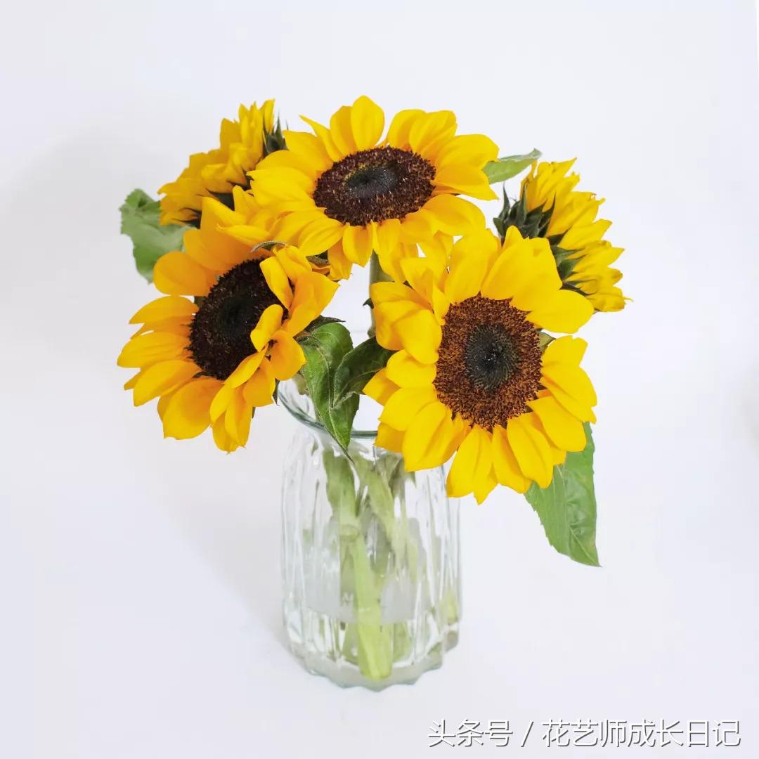 摘下来的向日葵如何养活,向日葵的养护方法和注意事项图文