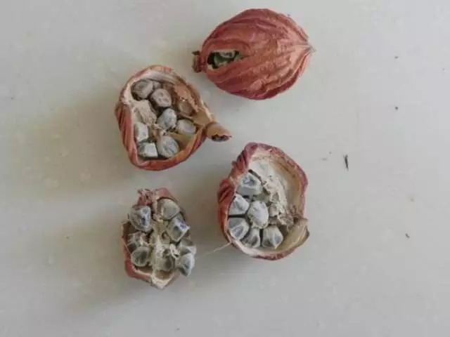 万物之间的相生相克,自然界中的万物相生相克