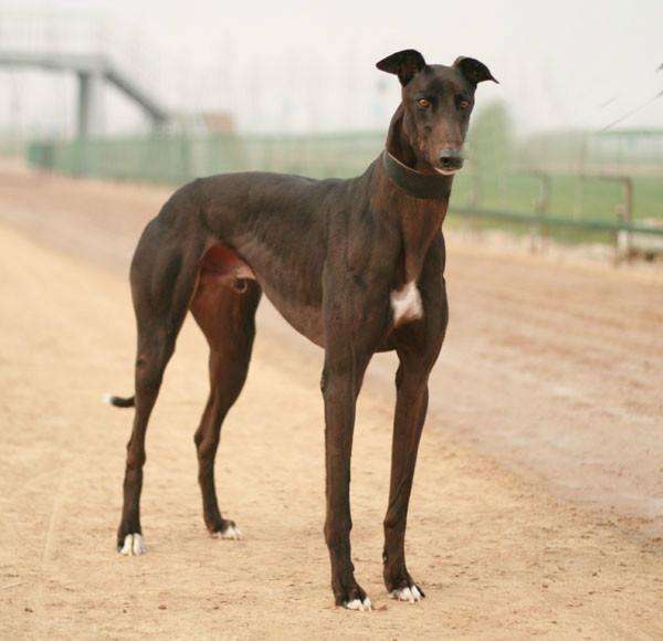 灵缇多大就可以喂肉了,灵缇要怎么喂养才能长出优美体型