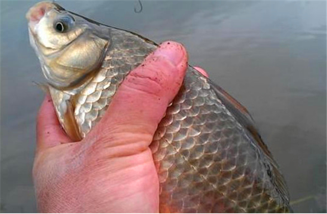 红虫蚯蚓颗粒配什么饵料钓鲫鱼,春季红虫蚯蚓饵料野钓哪个最好