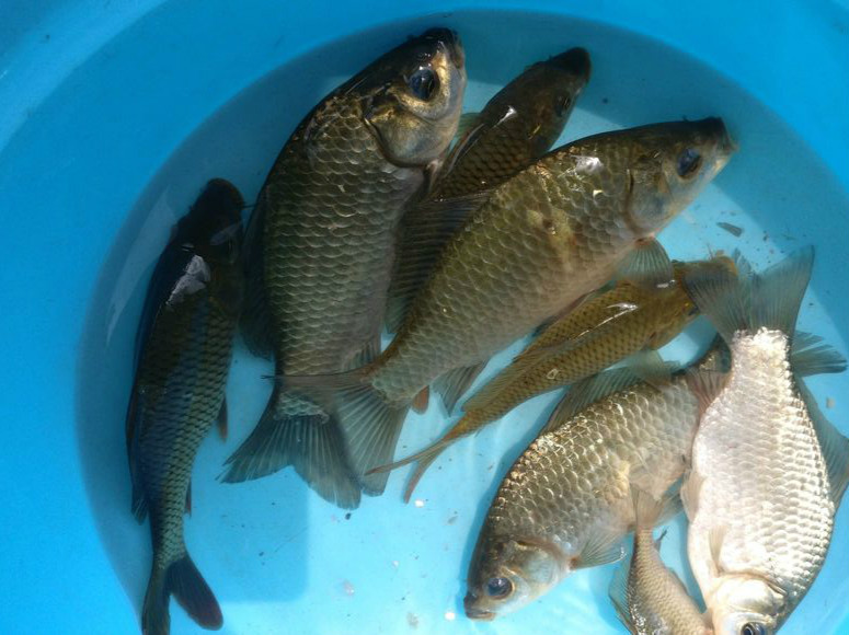 深秋用蚯蚓钓鲫鱼怎样避开小杂鱼,深秋钓鲫鱼拉饵怎样避开杂鱼