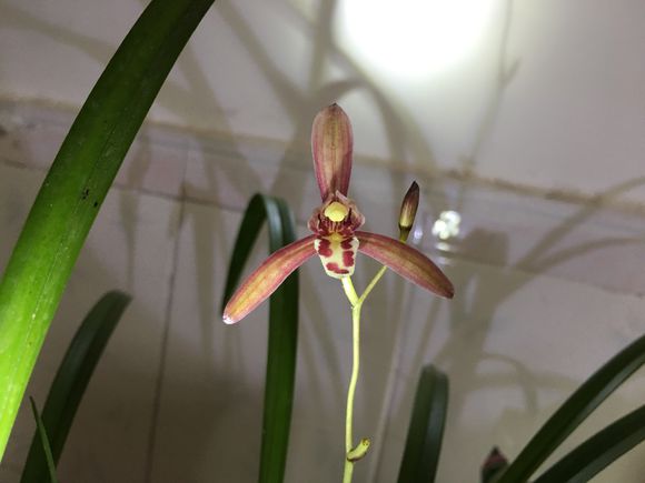 养好兰花的材料,养好兰根的主因是什么