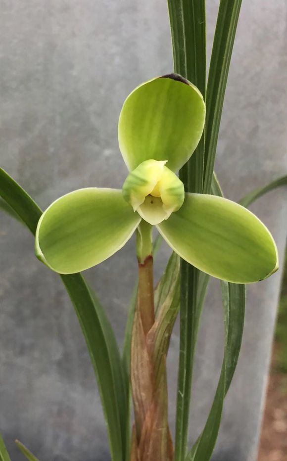 养好兰花的材料,养好兰根的主因是什么