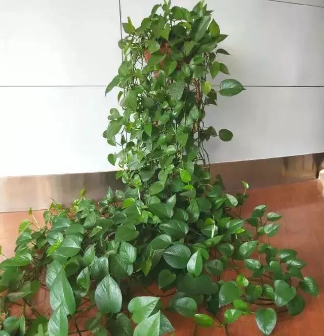 给花浇凉白开,给花浇多菌灵水会怎样