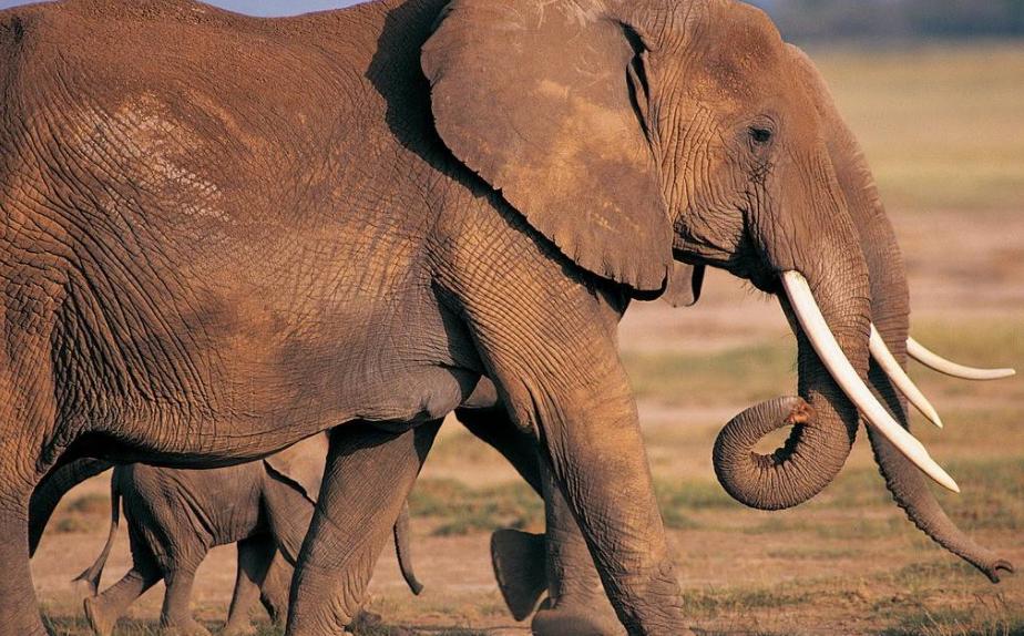 一头大象被黑曼巴蛇咬伤,黑曼巴蛇咬大象完整视频